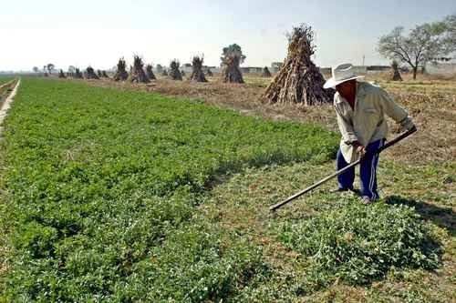 Organizaciones de campesino apelaron a la autosuficiencia alimentaria en el país. Foto La Jornada 