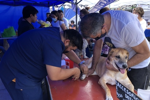 El próximo fin de semana se realizarán jornadas gratuitas de vacunación para perros en la alcaldía Venustiano Carranza. Foto Luis Castillo/Archivo