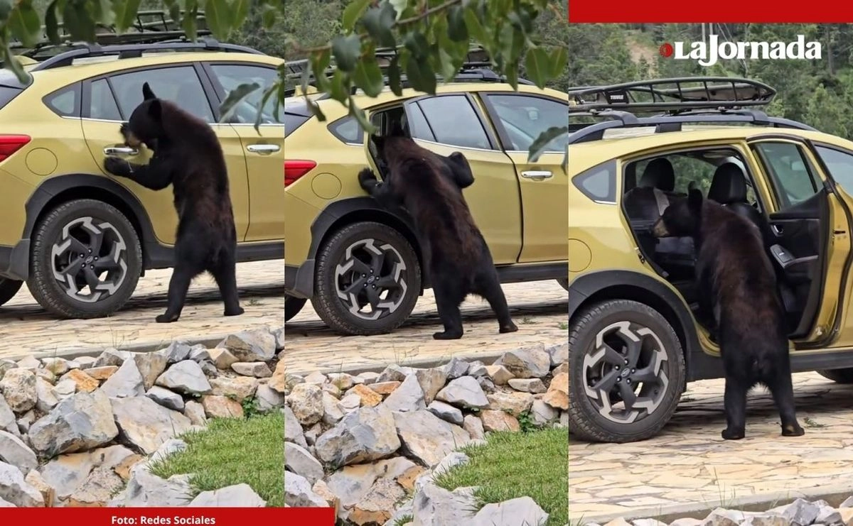Un grupos de turistas en las cabañas de Monterreal, Arteaga, Coahuila, captaron el momento en que un ejemplar de oso negro se acercó a un auto y logró abrir una puerta. Foto 