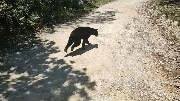 Estudiantes grabaron al oso cuando paseaba por las instalaciones de la Facultad de Comunicación de la UANL, en Monterrey. Foto Cuartoscuro  Archivo