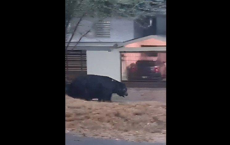 El oso fue captado cuando trataba de trepar una barda para ingresar a una residencia en la colonia Ciudad Satélite, al sur de Monterrey. Imagen tomada de un video difundido en redes sociales