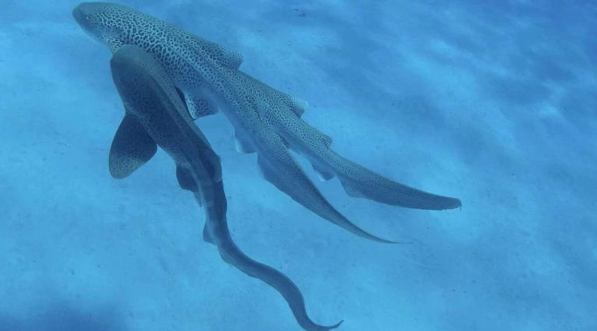 El investigador Hugo Lassauce había buceado con los tiburones a 15 kilómetros de la costa de Nueva Caledonia cada semana durante un año.