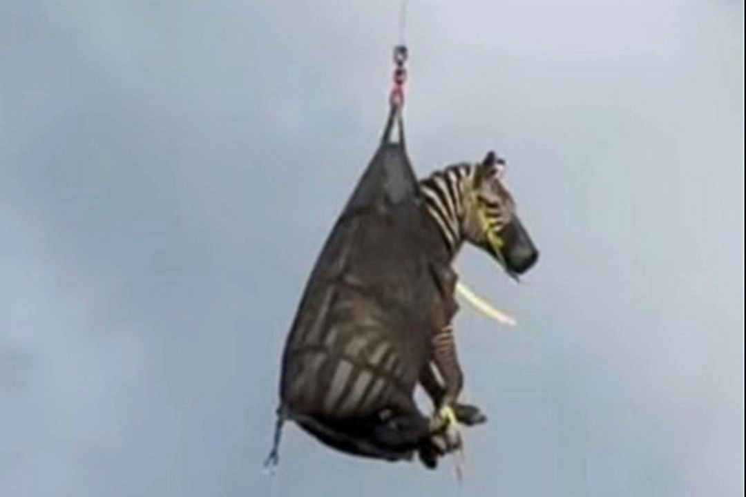 La cebra 'Ed' es transportada con ayuda de un helicóptero luego de escapar de su dueño y vagar por las calles del condado Rutherford, Tennessee, EU. Foto 