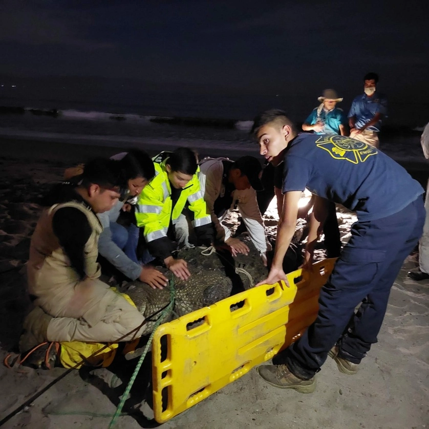 Durante varias  horas se llevó e cabo el operativo para lograr  ubicar y atrapar el cocodrilo en la playa de Nuevo Vallarta, ante el temor de un incidente con turistas. Foto La Jornada