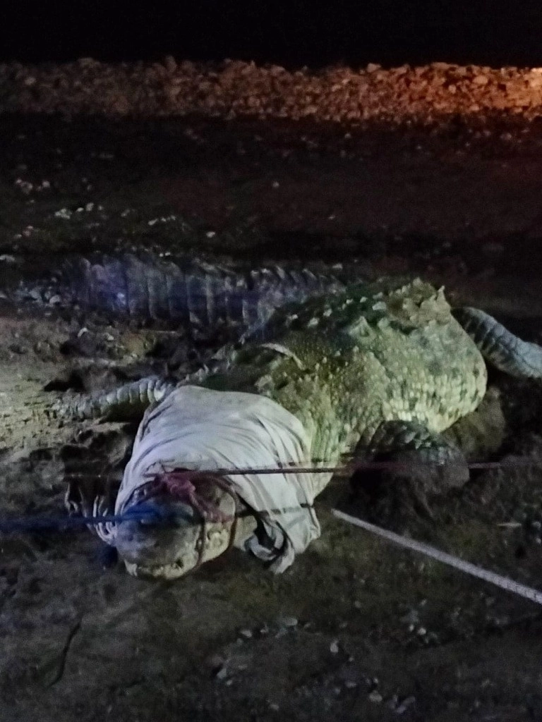 El cocodrilo que atacó y arrancó el brazo a un pescador en el río Ameca de Bahía de Banderas fue capturado y entregado al personal de la Semarnat y Profepa. Foto 'La Jornada'