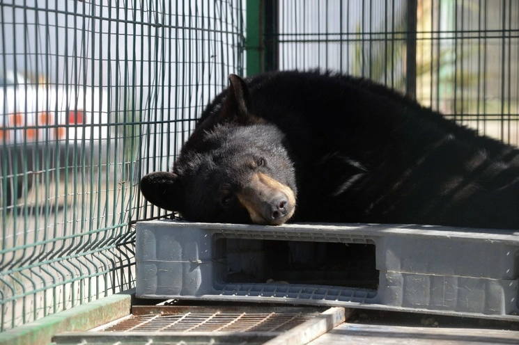 El oso fue anastesiado luego de su captura para movilizarlo sin riesgo a un lugar seguro. Foto Cuartoscuro / Archivo