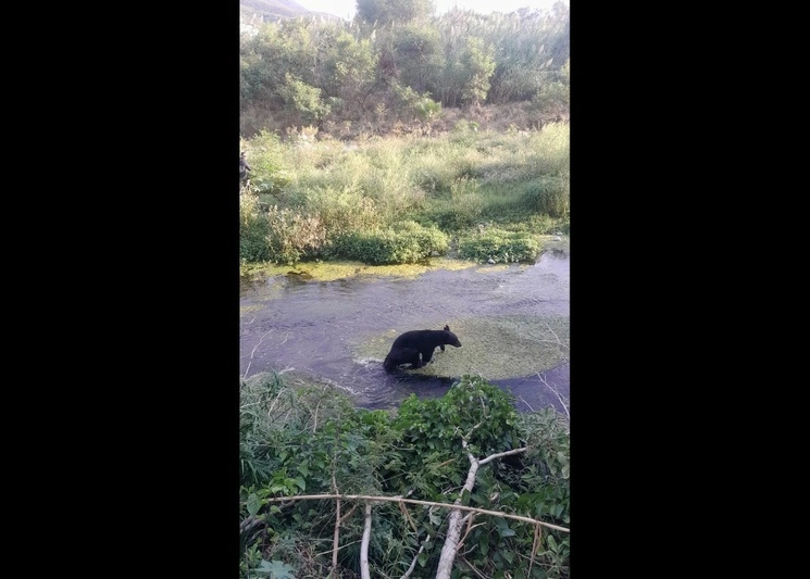 Se implementó un operativo para capturar al oso que se refrescaba en aguas del rio La Silla, en Guadalupe, NL. Foto Tomada de X @PC_NuevoLeon
