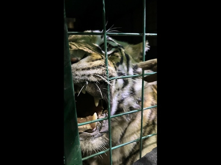 Un tigre de bengala, de aproximadamente dos años y 130 kg, que deambulaba en la colonia La Guadalupana, de Guadalajara, Jalisco, fue asegurado por bomberos y elementos de la Unidad de Rescate de Fauna Silvestre del ayuntamiento de Tlajomulco. Estos últimos resguardarán al ejemplar para su cuidado, el 30 de agosto de 2023. Foto cortesía Bomberos de Tlajomulco