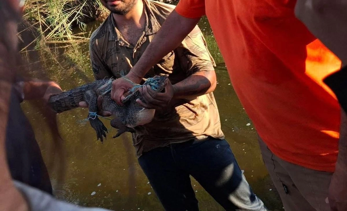 El cocodrilo tiene un metro de longitud y será entregado a la Procuraduría Federal de Protección al Ambiente.  Cabe mencionar que el estado de Guanajuato no es hábitat natural de este tipo de animales. Foto 
