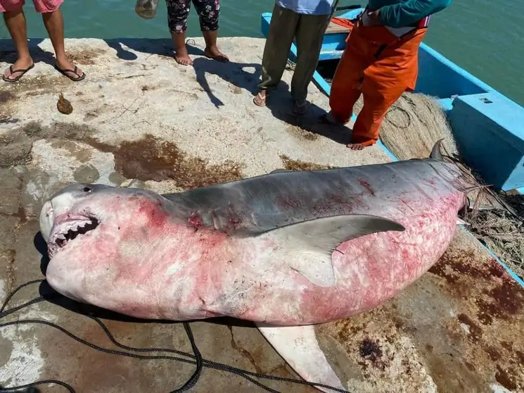 Un tiburón de 600 kilos de peso y casi 4 metros de largo fue capturado por un veterano pescado en Río Lagartos, Yucatán. Foto Luis Boffil
