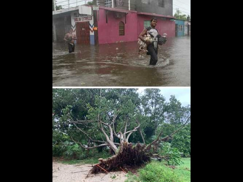 Las fuertes lluvias asociadas al frente frío número 4 provocaron inundaciones en los 17 municipios de Tabasco. En Yucatán, los fuertes vientos de la tormenta tropical ‘Gamma’ ocasionaron la caída de una árbol en uno de los accesos a la zona arqueológica de Chichén Itzá. Foto Cuartoscuro e INAH