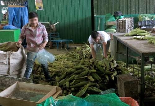 Menores de edad trabajan como cargadores o acomodadores de productos en la Central de Abasto. Foto María Luisa Severiano / Archivo
