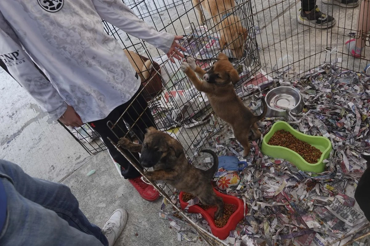 Perritos en exhibición para su adopción en la CDMX. Foto