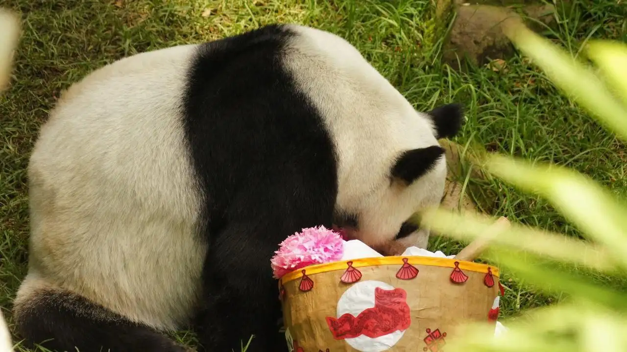 Al finalizar la conmemoración, se hizo el corte de un pastel para el público, mientras que la panda disfrutó uno especial elaborando con croquetas de manzana y zanahoria.
