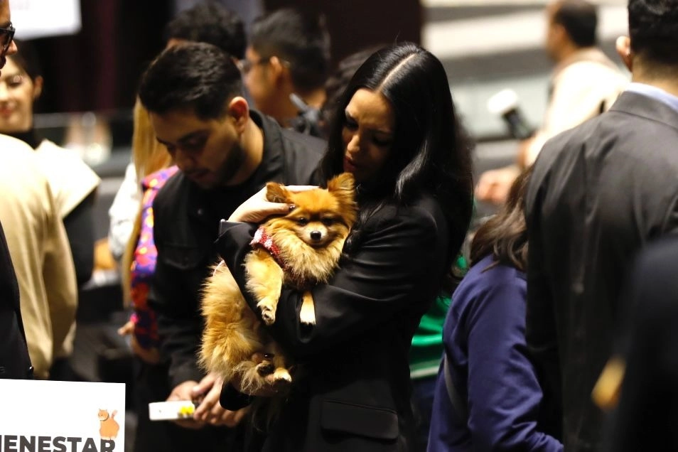 Legisladores asistieron con sus mascotas a la sesión de este 12 de noviembre de 2024. Foto Germán Canseco