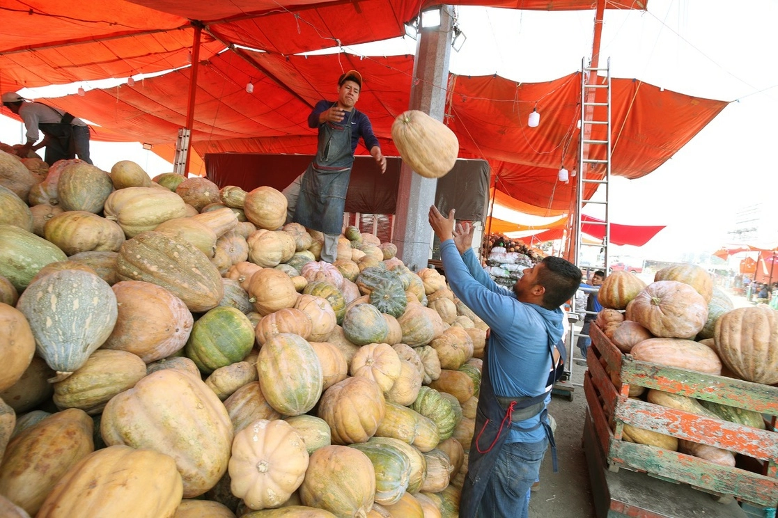 Productores de calabazas provenientes de Guanajuato llegaron a la Central de Abastos, ubicada en la alcaldía Iztapalapa, para vender sus piezas días antes de la conmemoración del Día de Muertos. Foto María Luisa Severiano