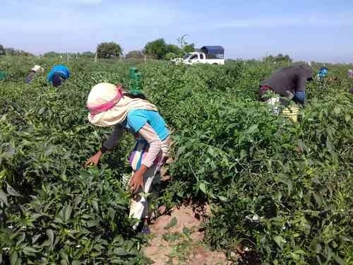 Niños jornaleros de los campos agrícolas del municipio de Escuinapa, Sinaloa. En el poblado de Teacapán se inaugurarán un albergue y una guardería para alojar a familiares de los trabajadores. Foto Irene Sánchez