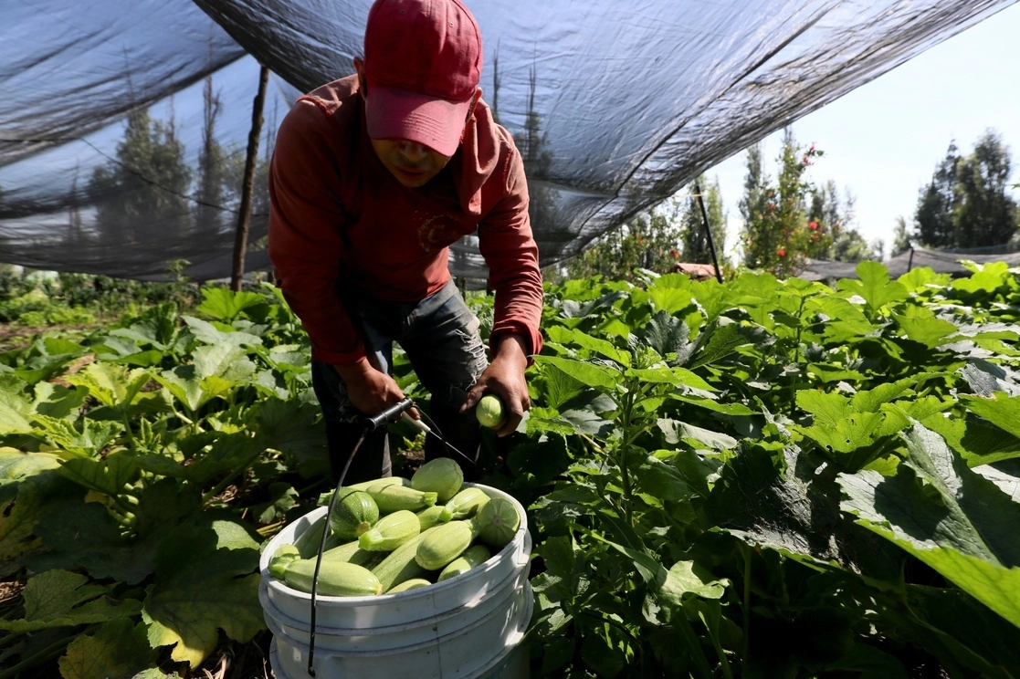 La certificación les permitirá a 16 productores de Xochimilco acceder como proveedores de sus hortalizas a empresas del sector restaurantero. Foto Roberto García Ortiz / Archivo