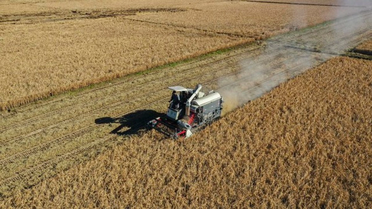 China expuso que el aumento de infiltración de agencias extranjeras, para robo de la genética de granos, amenaza la seguridad alimentaria del país. Foto 