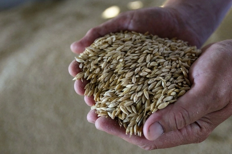 El maíz experimentó un salto mayor, alcanzando la cifra récord de 294.92 millones de toneladas, 2.1 por ciento más que el año anterior. La soya cayó 0.9 por ciento a 20.65 millones de toneladas. Foto Afp / Archivo 