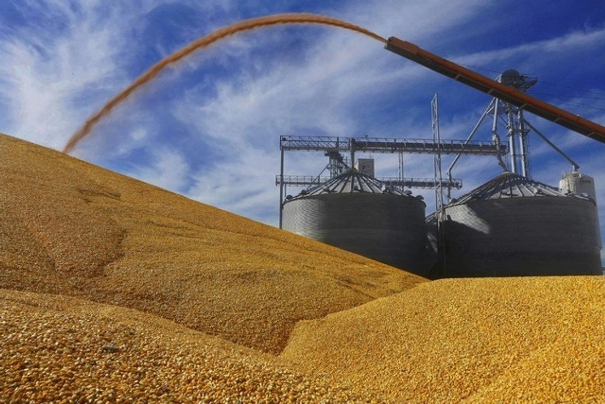 Agricultores del centro de Illinois depositan maíz cosechado en el suelo frente a un elevador de grano completo en Virginia, Ill. Foto