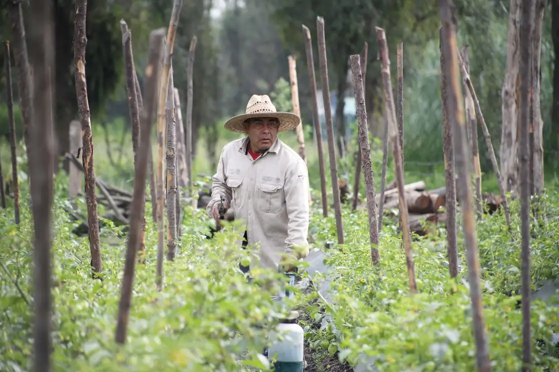 Don Alberto Capultitla González trabaja en sus tomateras en la zona agrícola de esa alcaldía. Foto Yazmín Ortega Cortés