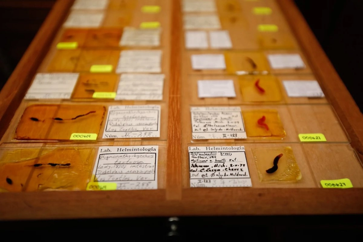 La Colección Nacional de Helmintos del Instituto de Biología de la UNAM tiene 2 mil 270 especies procedentes de México y 47 países más.