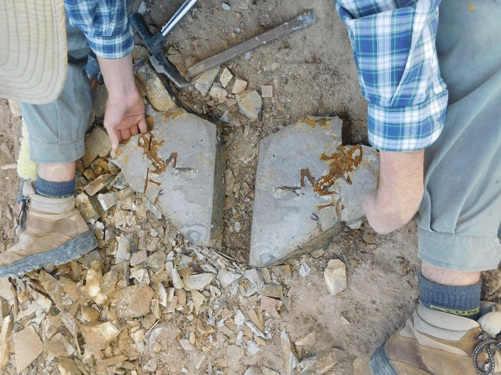 En la imagen se muestra un espécimen adulto de la rana fósil que pertenece a "Notobatrachus degiustoi", antecesora de los anuros modernos en la Patagonia. Foto Mariana Chuliver vía Ap