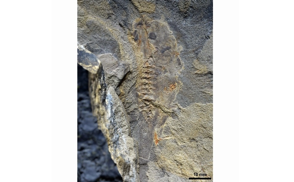 Científicos argentinos descubrieron el renacuajo más antiguo del mundo, que convivió con los dinosaurios en el Jurásico Medio hace 161 millones de años, un hallazgo paleontológico clave para comprender la evolución de las ranas y los sapos. Foto Mariana Chuliver vía Ap