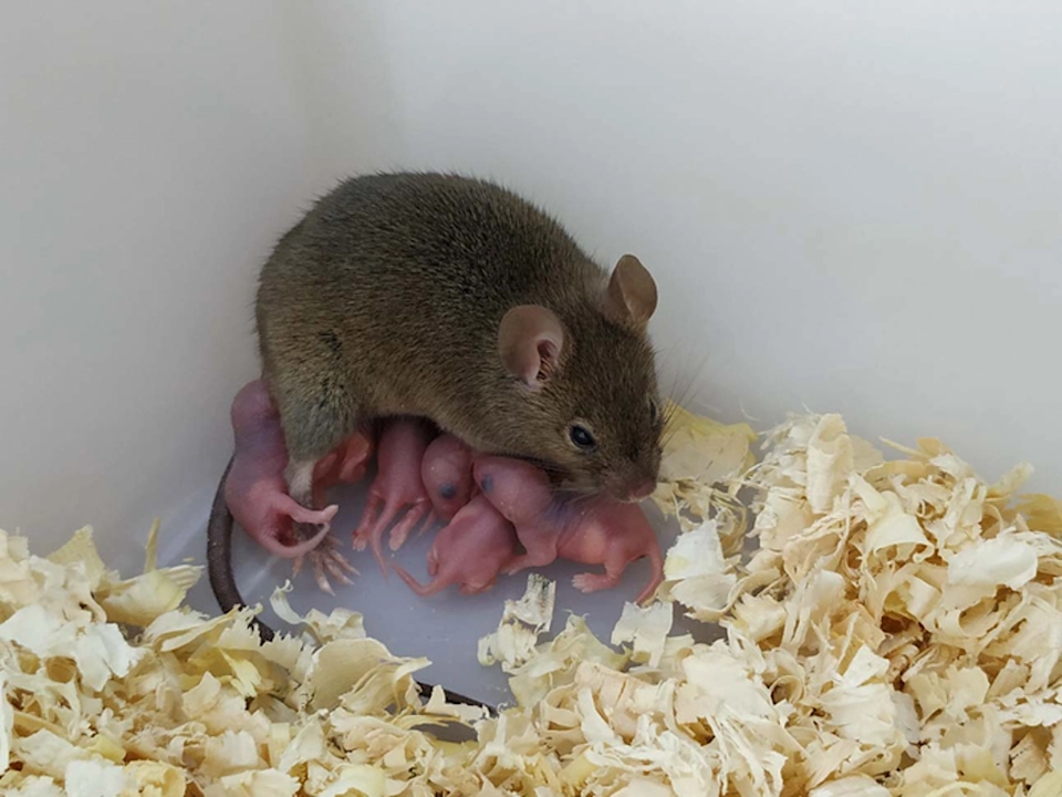 La hembra, con sus crías, resultado de la partenogénesis. Foto Yanchang Wei