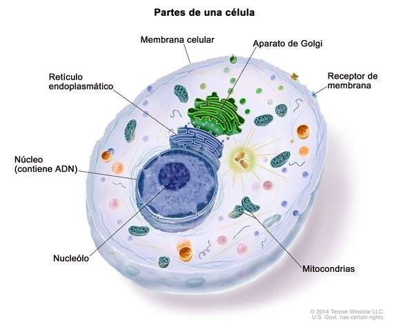 Imagen mapa celular