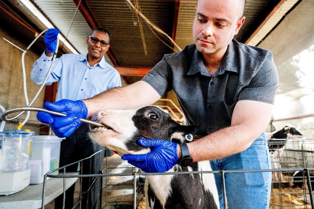 El investigador Paulo de Meo Filho toma muestras de los fluidos del estómago de las vacas mientras estudia formas de reducir el metano emitido por los eructos de éstas. Foto Afp 