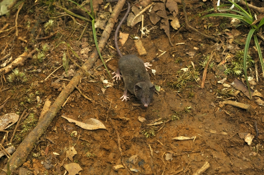 Las nuevas especies de musarañas fueron avistadas en la isla de Sulawesi, Indonesia. Foto Ap