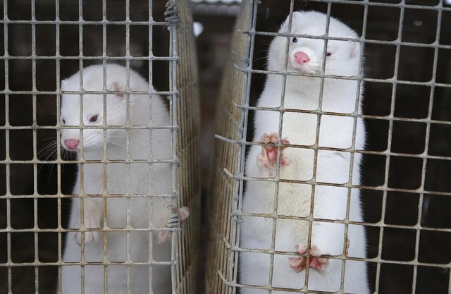 Cientificos investigan el origen del brote de Covid-19 en granjas de visones en España y Holanda. Foto Ap