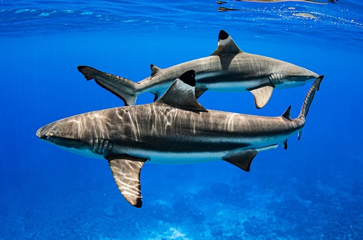 México se ubica entre los 20 países con las mayores capturas de tiburones a nivel mundial. Foto tomada del sitio https://www.wcs.org / Archivo