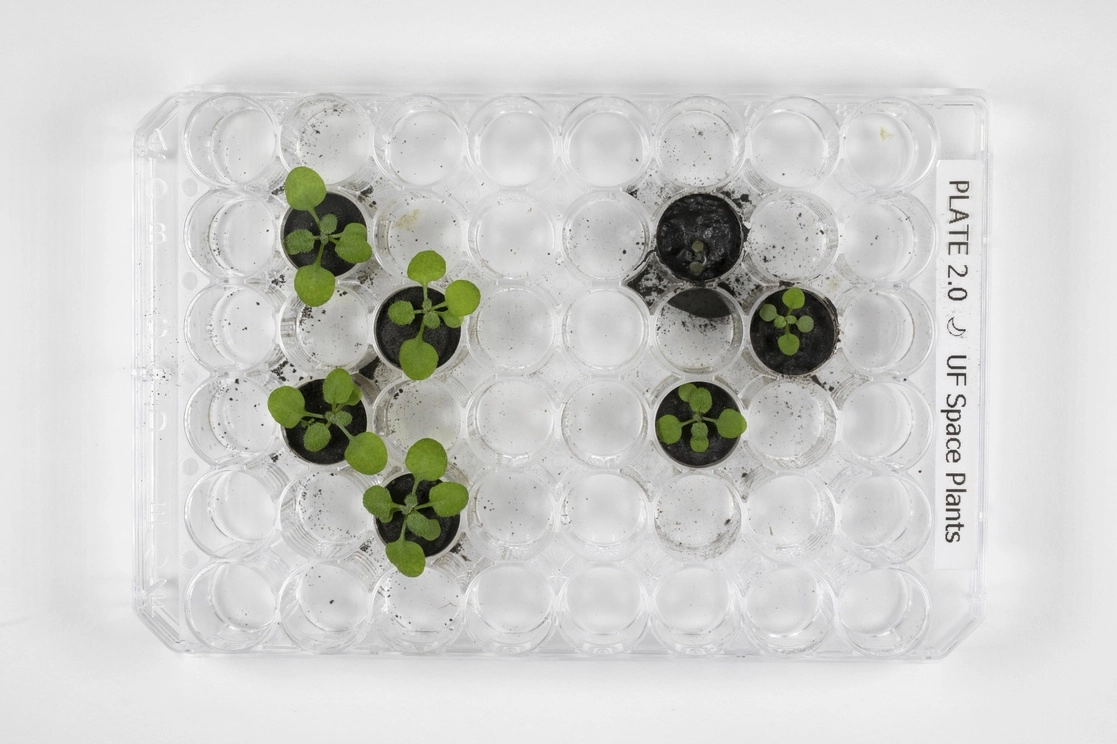 La imagen, de 2021, muestra las diferencias entre los Arabidopsis thaliana cultivados en cenizas volcánicas de la Tierra, a la izquierda, y las crecidas en el trozo de Luna, a la derecha. Foto Ap