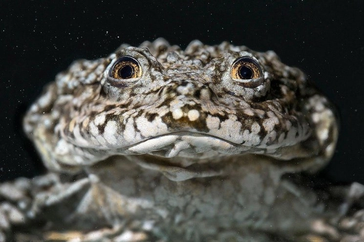 “Bolivia y Perú dieron inicio al desarrollo de dos estudios, a través de los cuales se determinará la caracterización de los hábitats subacuáticos de la Rana Gigante del Titicaca (Telmatobius culeus)”, informó el Museo de Historia Natural Alcide d´Orbigny. Foto Facebook @MUSEOdOrbigny