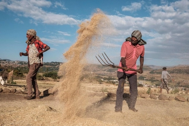 Trabajadores en un campo de trigo en Gondar, Etiopía. Foto Afp