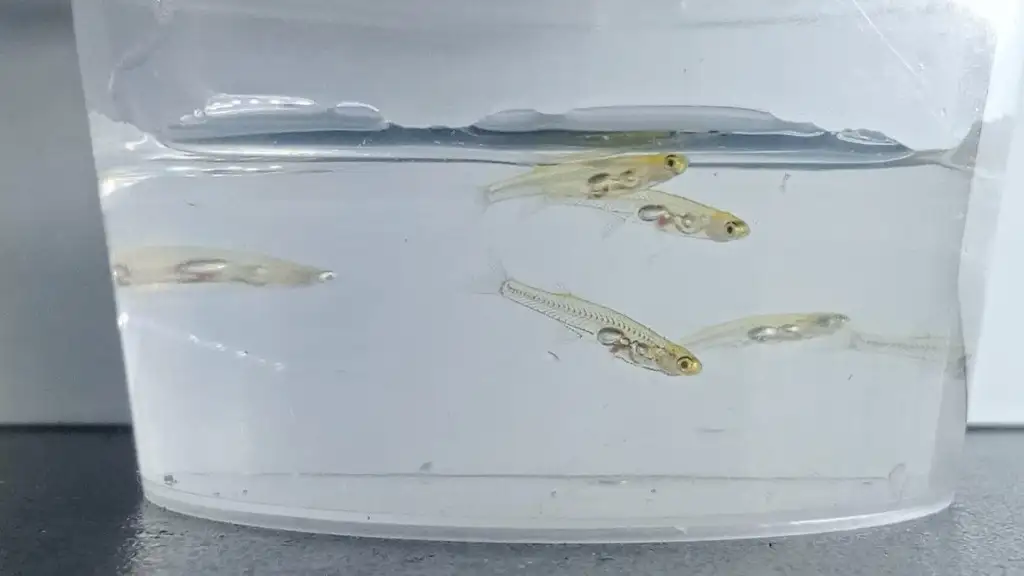 Peces conocidos como, 'Danionella cerebrum'. Foto de Wikimedia Commons