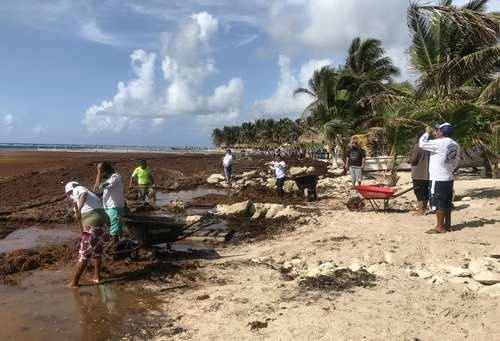 Trabajadores turísticos, artesanos, taxistas y habitantes de Mahahual, municipio de Othón P. Blanco, Quintana Roo, limpiaron ayer el sargazo en estado de descomposición que se encuentra en las playas. Foto Patricia Vázquez