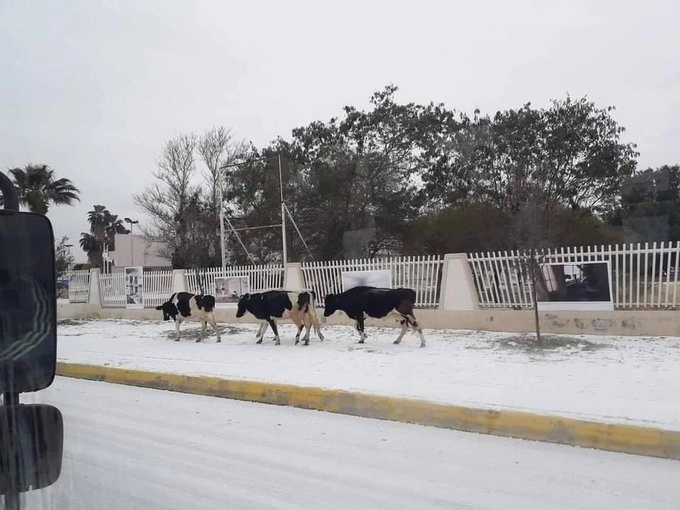 En Chihuahua también se presentaron nevadas atípicas. Foto @iChrisRG
