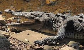 Imagen de archivo de un cocodrilo en laguna de Guerrero. Foto La Jornada