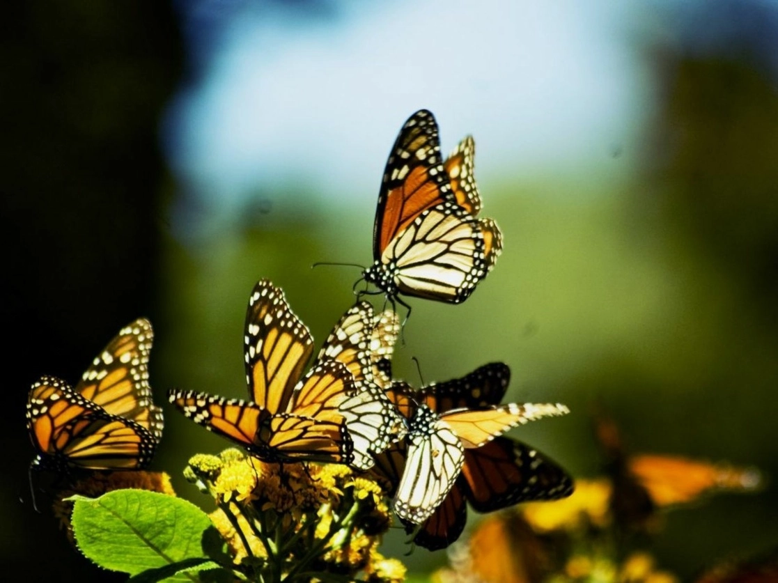 Mariposas monarca en el santuario El Campanario, del ejido El Rosario, municipio de Ocampo, Michoacán. Foto Cuartoscuro / Archivo