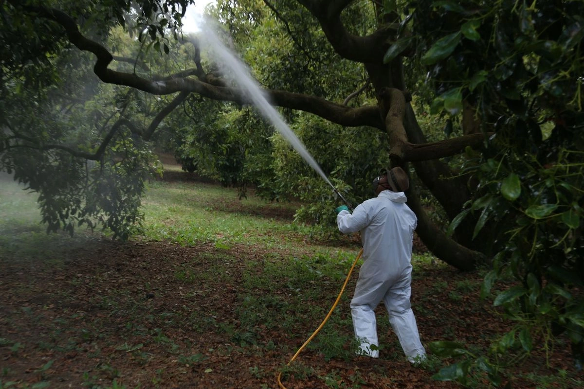 En México, están autorizados 210 ingredientes activos de plaguicidas altamente peligrosos; más de la mitad están prohibidos en otros países. Foto