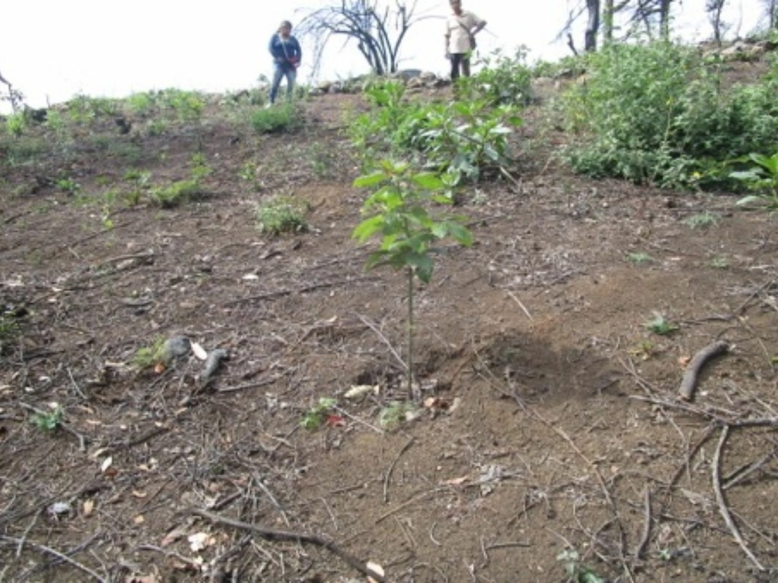 En total una superficie de seis mil metros cuadrados fueron afectados al ser retirada su  vegetación nativa de clima templado, compuesta por especies de pino y encino, el 15 de enero de 2021. Foto cortesía Profepa 