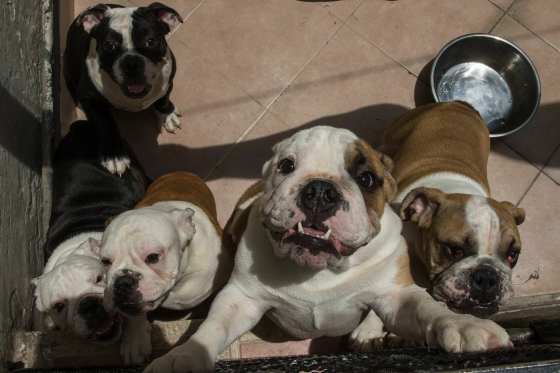 Las autoridades se guardaron la ubicación del criadero clandestino de perros bulldog en NL. Foto Cuartoscuro / Archivo
