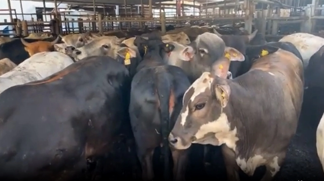 El gobernador Samuel García ordenó la clausura del rastro de Monterrey, debido a que consume ilegalmente miles de litros de agua para su funcionamiento. Imagen tomada de un video difundido a través del Instagram de @samuelgarcias