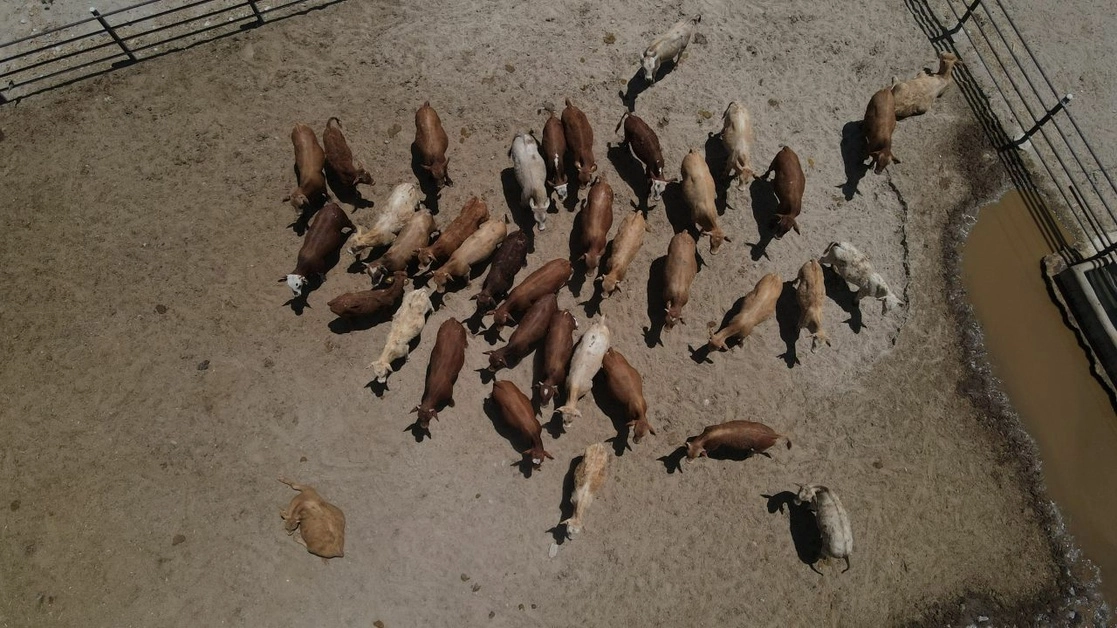 Detalló la CNA que el kilo de ganado vivo se consigue con los criaderos en 57 pesos, y llega al consumidor en 179 pesos. Foto Cuartoscuro / Archivo