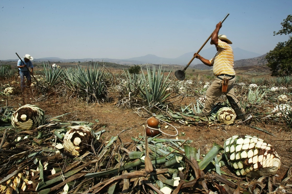 Se prevé que el consumo de tequila a nivel mundial crezca este año de 6.7 por ciento, indicó la Cámara Nacional de la Industria del Tequila (CNIT). Foto Arturo Campos Cedillo