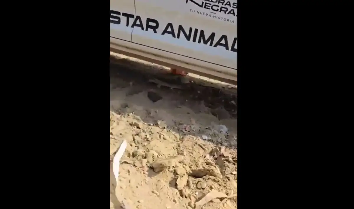 Los empleados transportaban a los animales en una camioneta con rótulos de bienestar animal de Piedras Negras. Foto